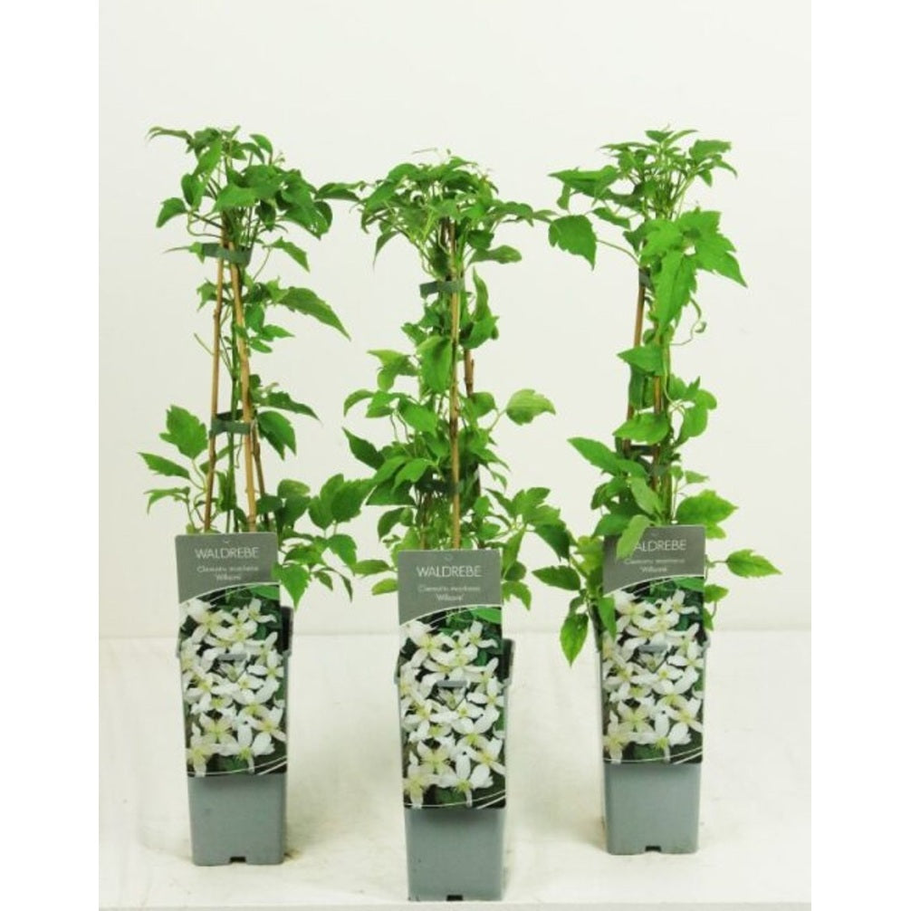 Klematis – Clematis montana wilsonii - C2 50-60 CM 3 Stick